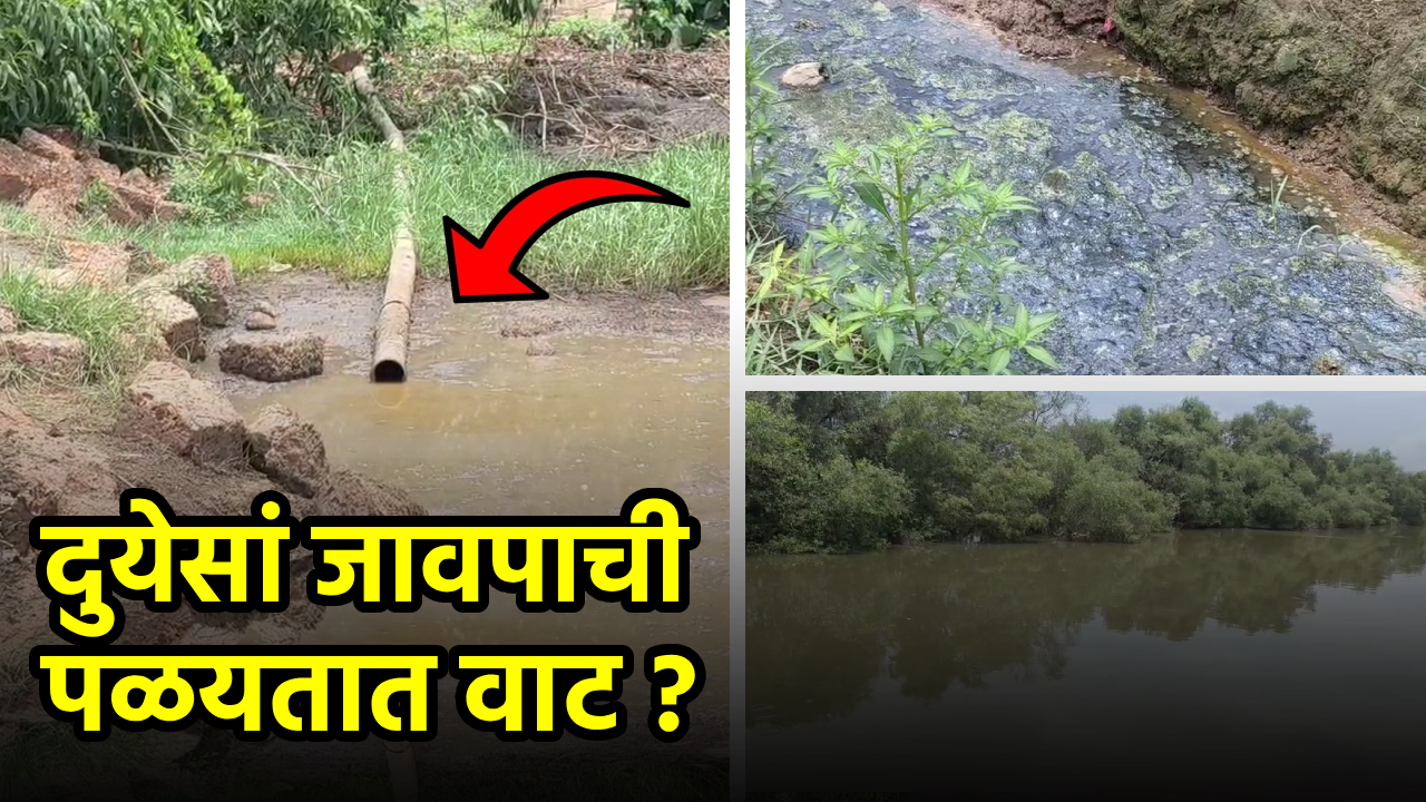 Govt Urges Farming But Sewage Flows Freely Into Cavelossim Fields||GOA365 TV