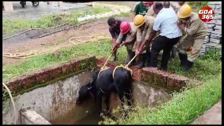 Cow falls into open pit filled with water; rescue by firefighters || ENGLISH || GOA365