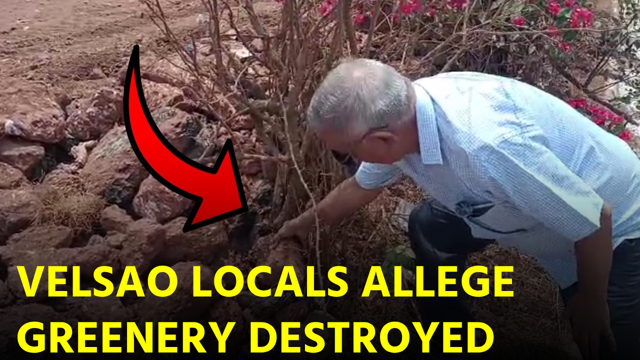 Velsao Locals Slam Flyover Work for Wiping Out Green Cover on Airport Route || GOA365 TV