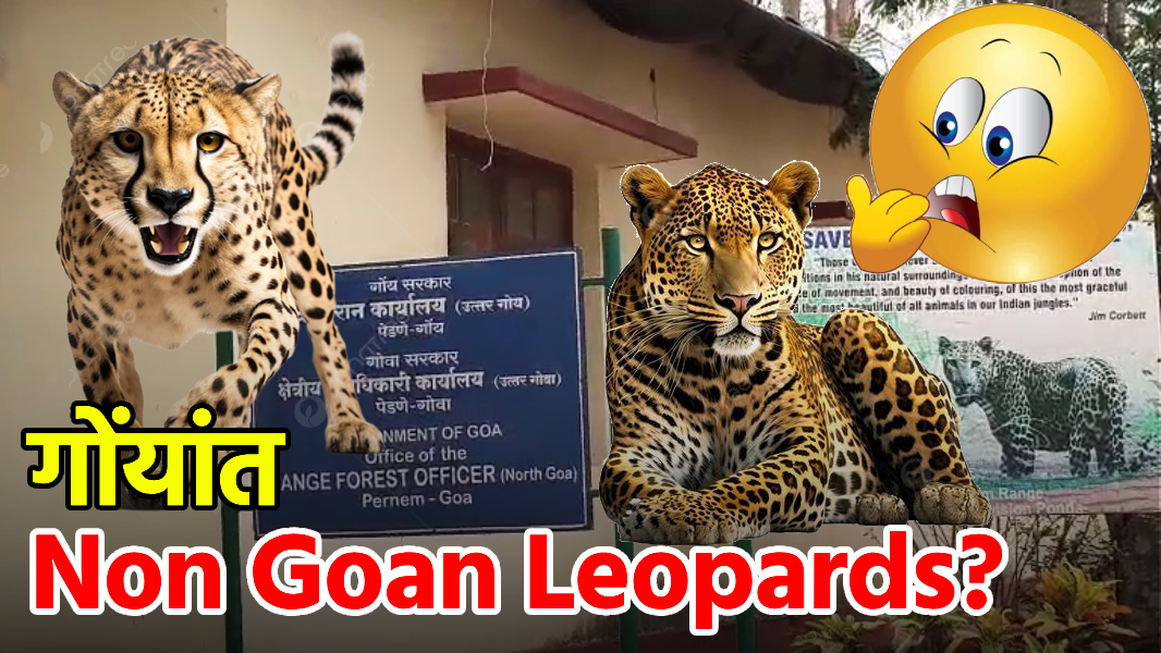 ‘Non-Goan Leopard’s Population Goan Increased In Goa…’: MLA Jit Arolkar || GOA365