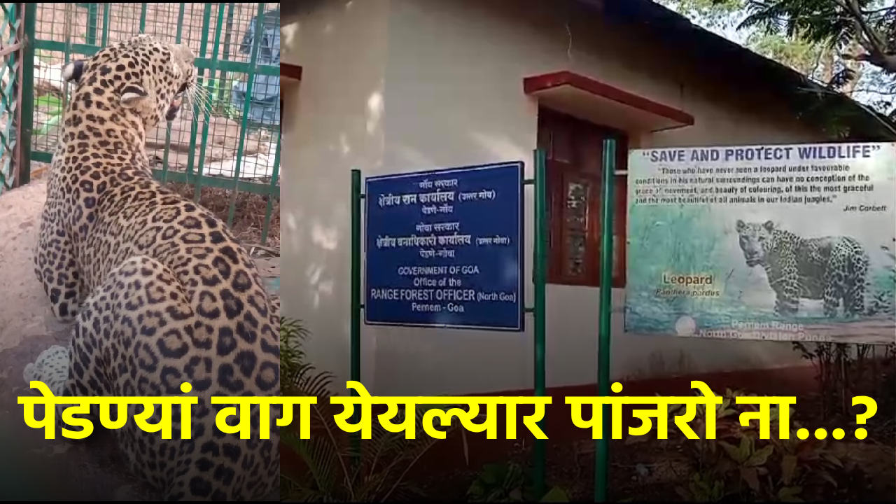 Leopard Terrorizes Pernem, Residents Decry Lack of Cages & Effective Trapping Efforts || GOA365 TV