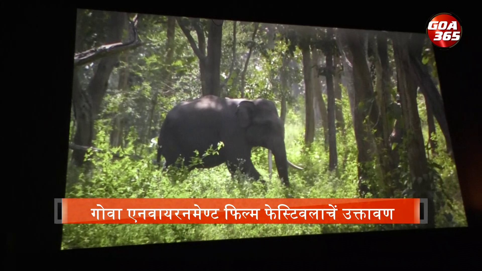 ‘The Elephant Whisperers’ screened at inauguration of first Environmental Film Festival
