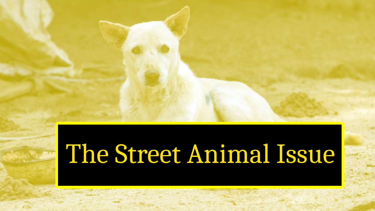 Story Behind The Story : The Street Animal Issue