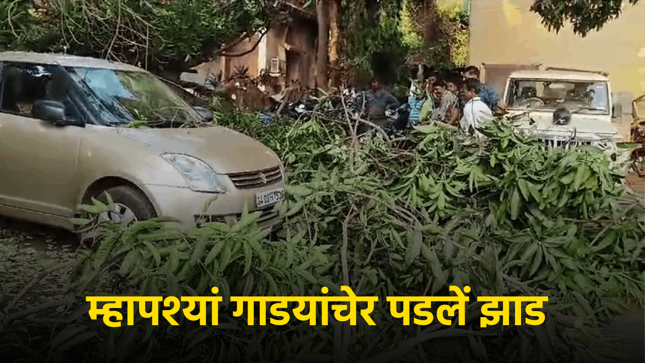 Massive Tree Topples in Mapusa Mamlatdar Office Parking, Damages Vehicles || Goa365 TV