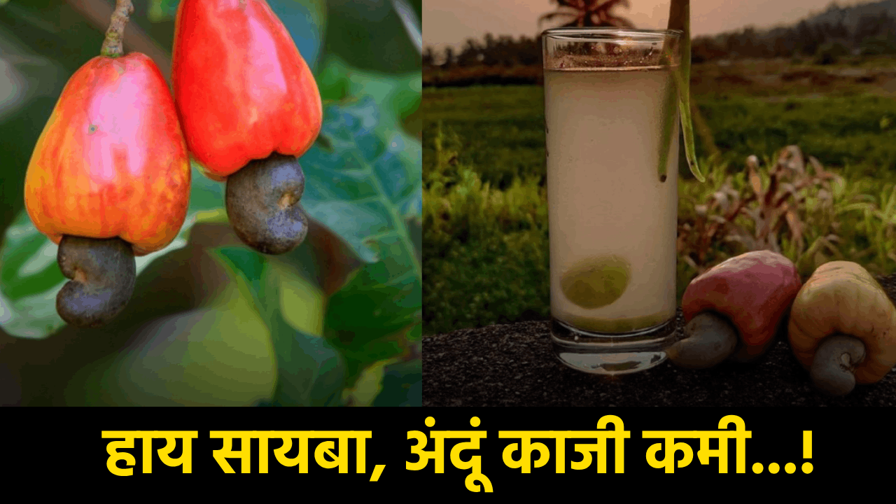 Climate Change Threatens Cashew Production in Goa || GOA365
